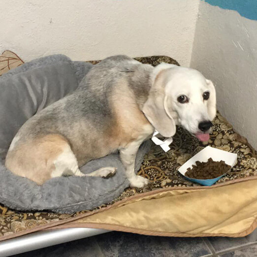 Las Vegas Doggie Day Care, Boarding, and Grooming