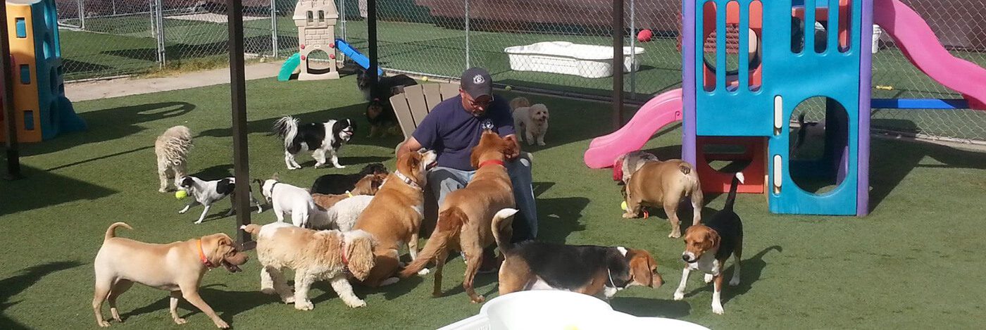 dog boarding and daycare las vegas