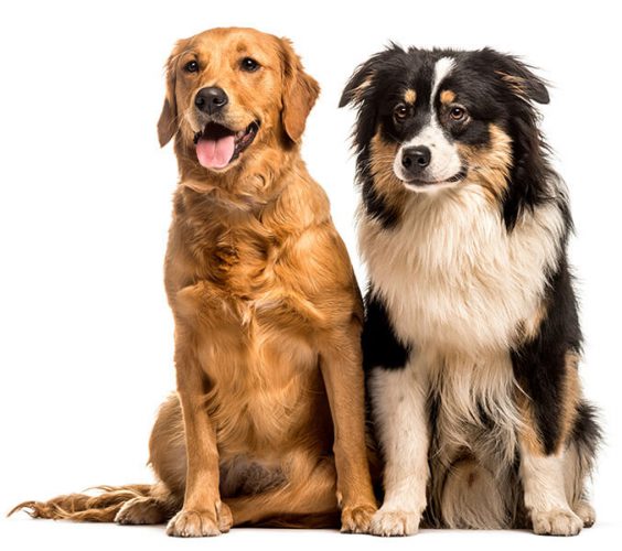 Pricing for Dog Boarding, Daycare + Grooming, Las Vegas