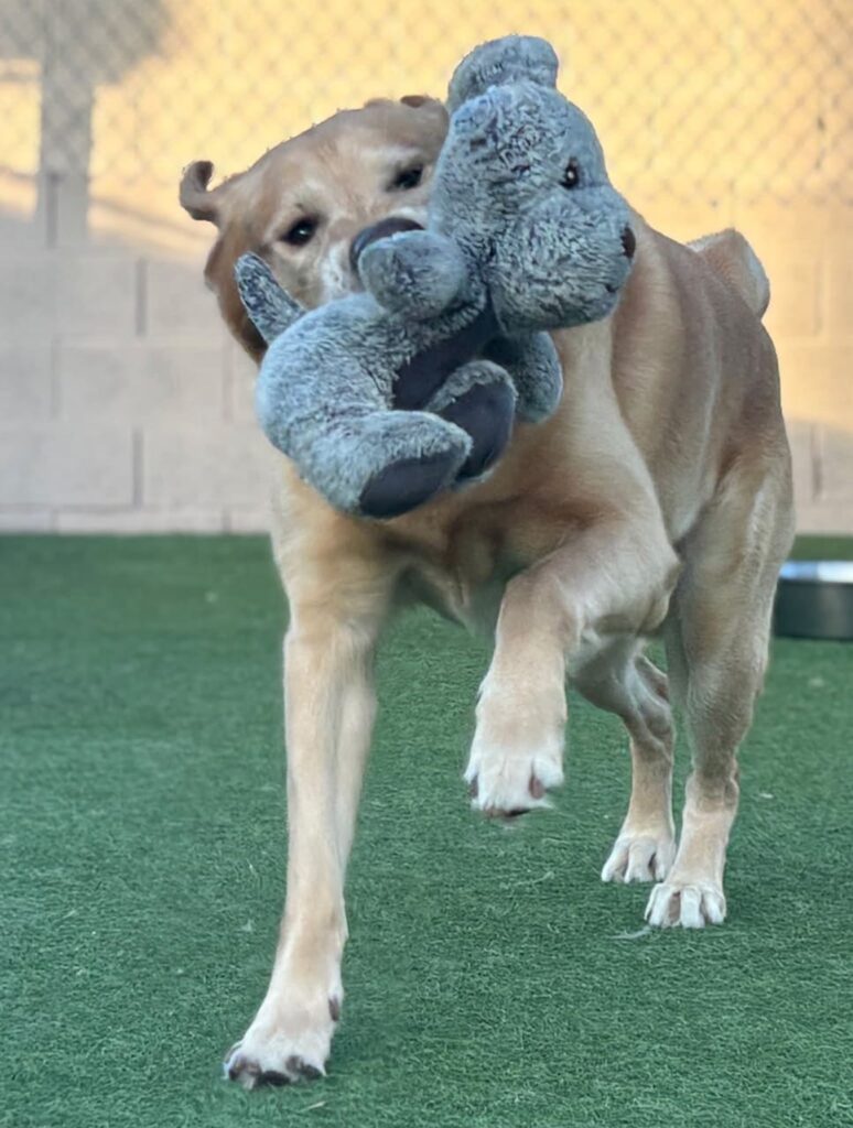 dog with stuffed toy