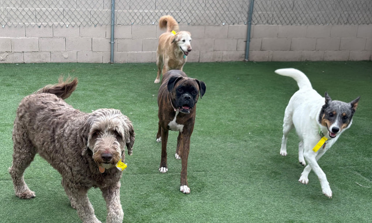 dogs playing together in outside yard dog day care las vegas