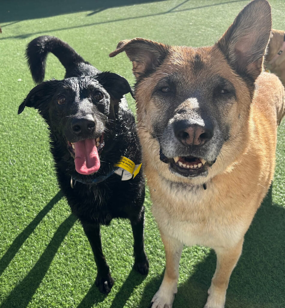 two dogs playing on artificial turf