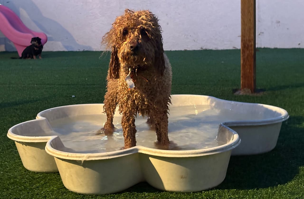 a poodle dog standing in a splash pool