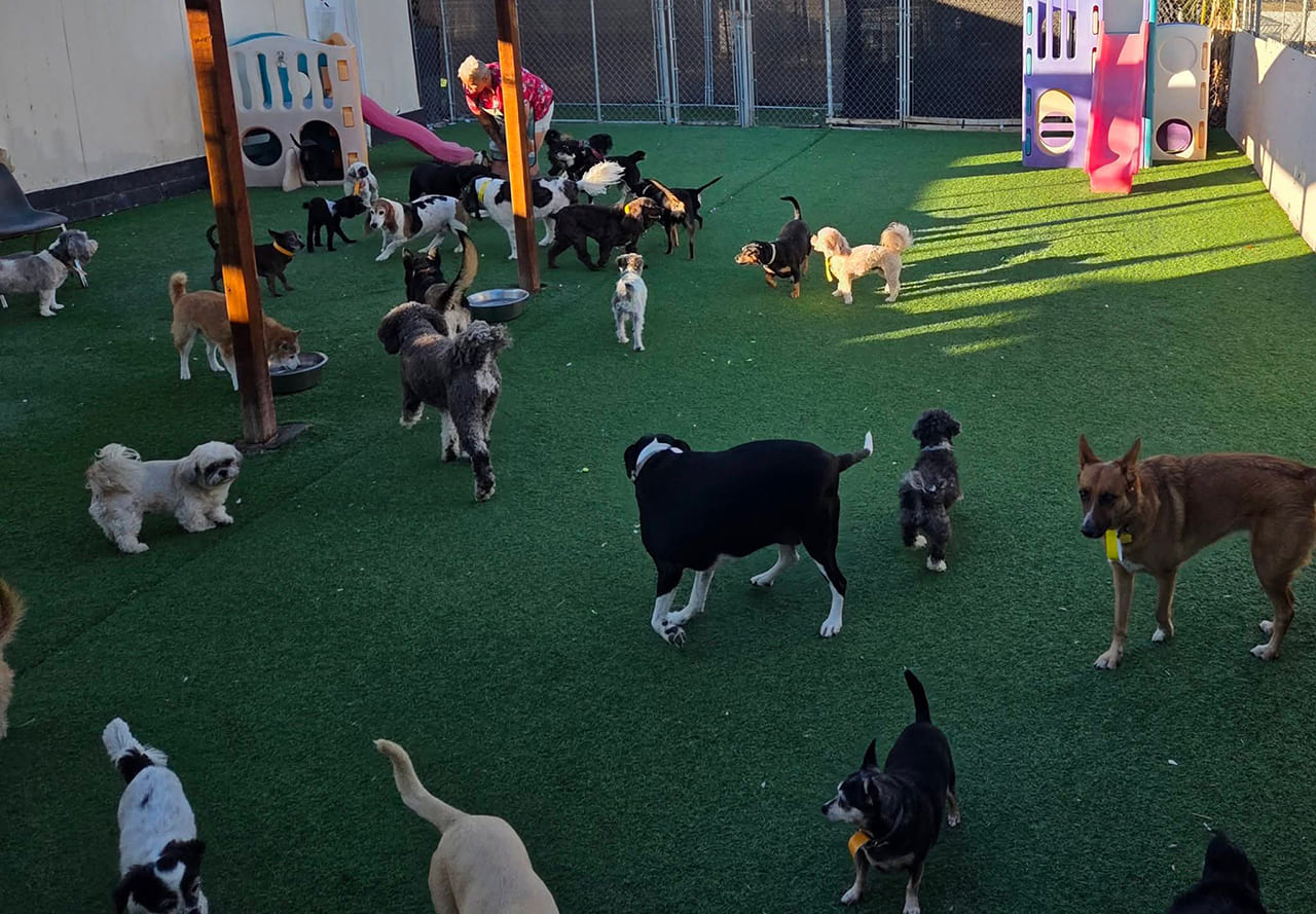 many dogs playing in an outdoor area at a dog day care facility in las vegas