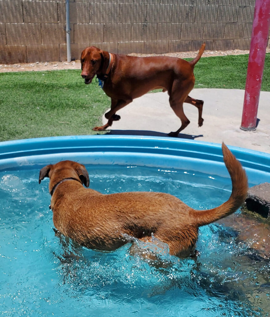 one dog in splash pool