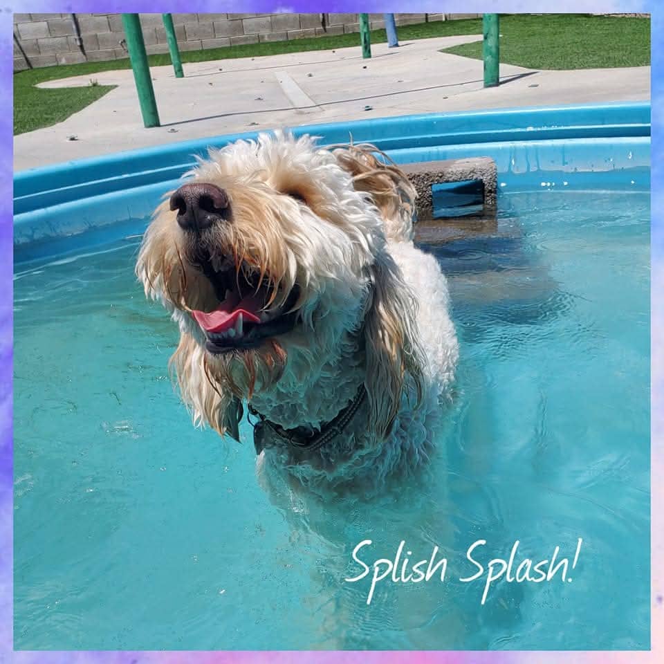 happy dog in splash pool
