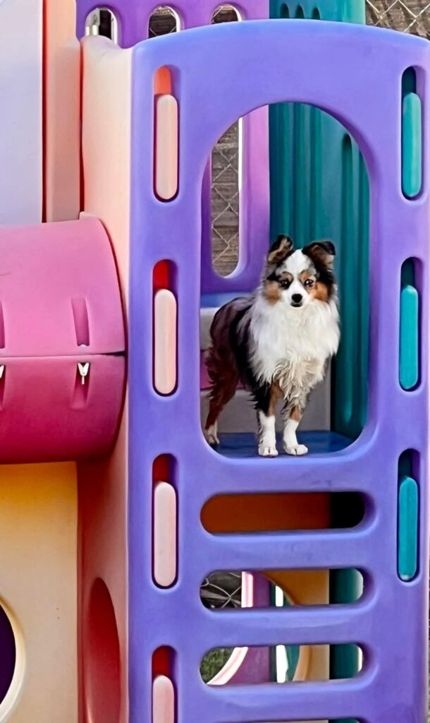 dog on colorful play set