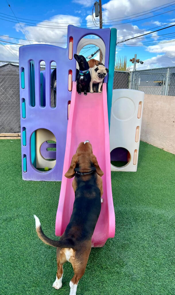 dogs on colorful play set