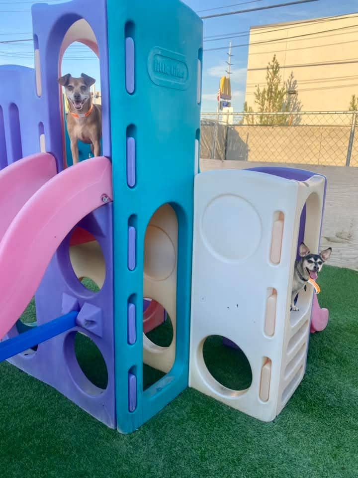 dog on colorful play set