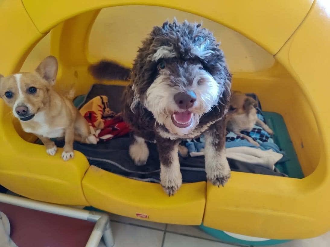 dog on colorful play set