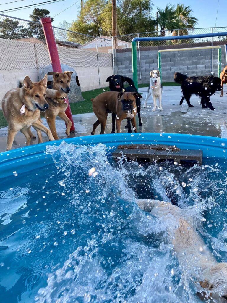 dogs waiting to jump in splash pool