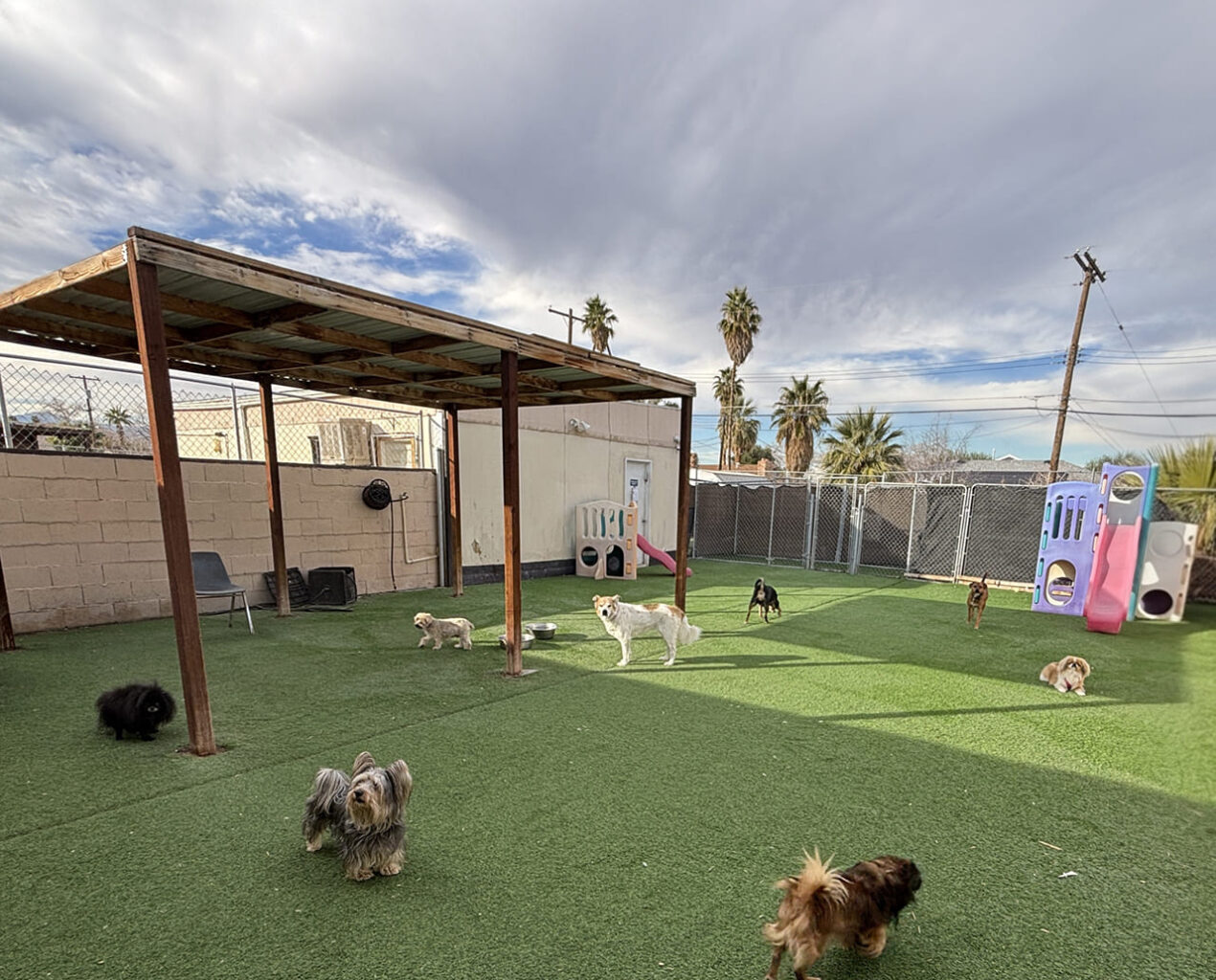 dogs in outdoor play area at doggie day care center las vegas