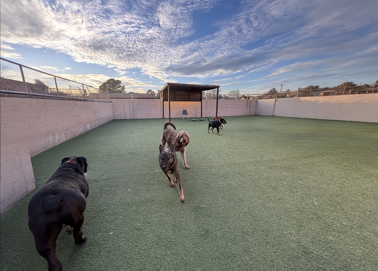 dogs in outdoor play area at doggie day care center las vegas