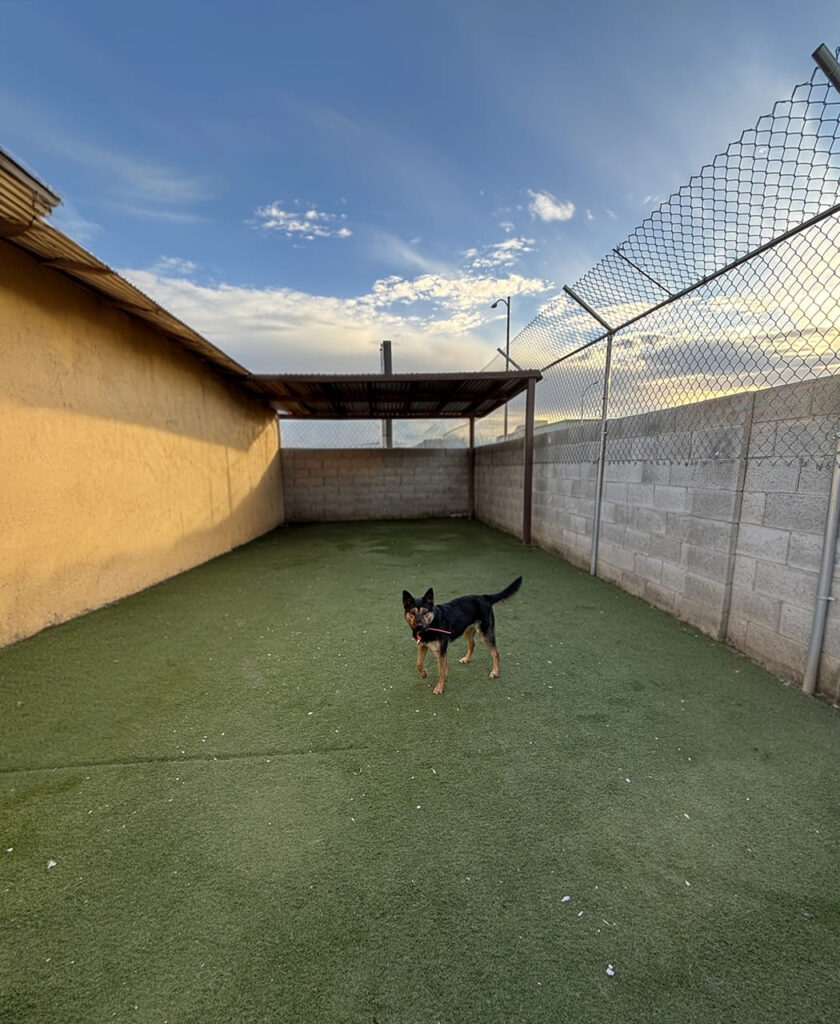dog in outdoor play area at doggie day care center las vegas