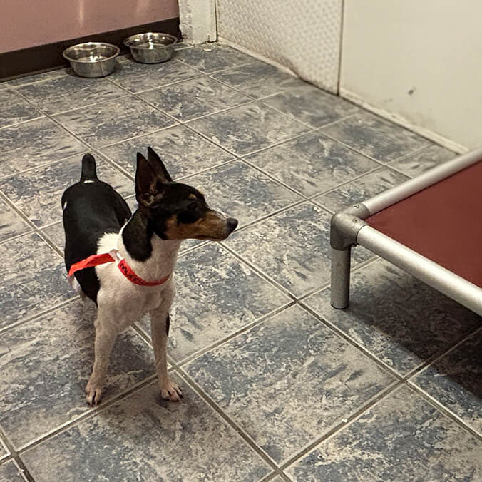 dog boarding las vegas