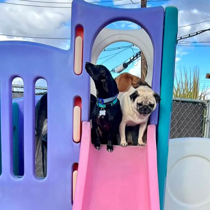 dog day care las vegas