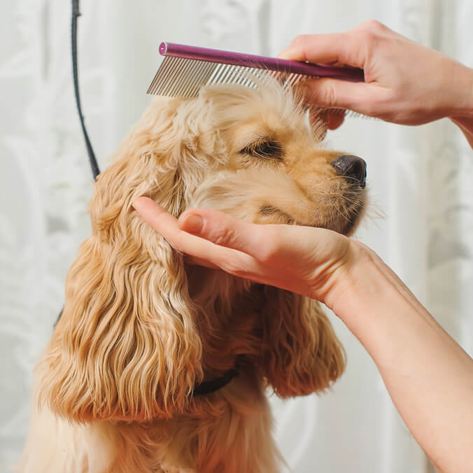 dog grooming services las vegas