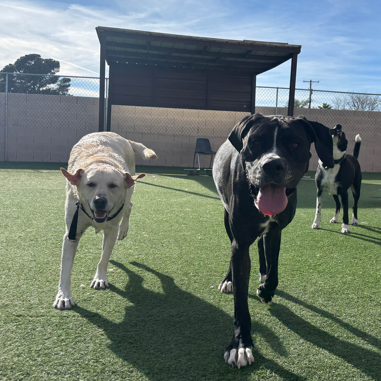overnight dog boarding group rooms in las vegas