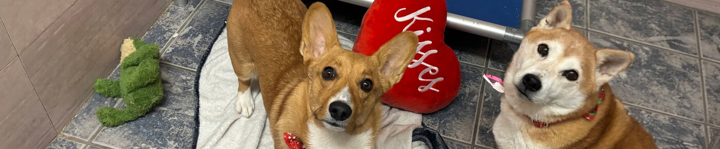 dogs at overnight boarding in las vegas