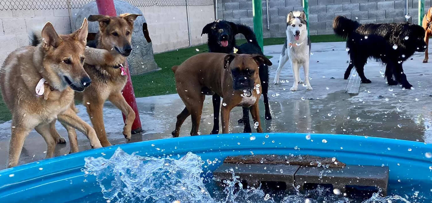dogs playing in a splash pool at las vegas dog boarding