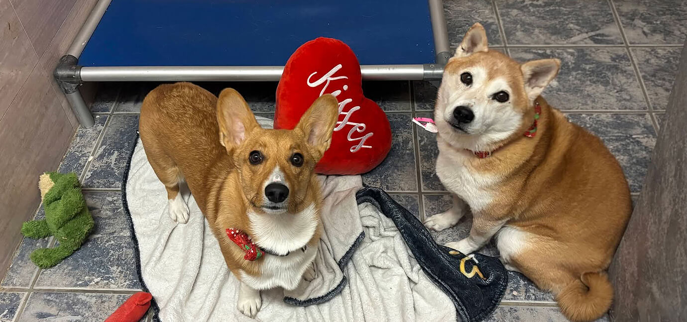 a pair of dogs on webcam at dog boarding facility las vegas